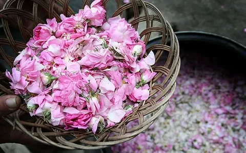 تصویر 2 از معرفی عرق گلاب خانگی + بهترین قیمت خرید